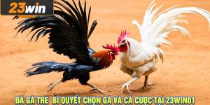 đá gà tre