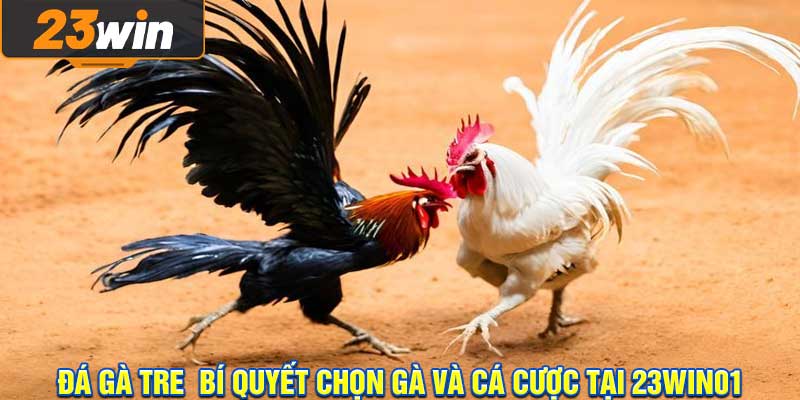 đá gà tre